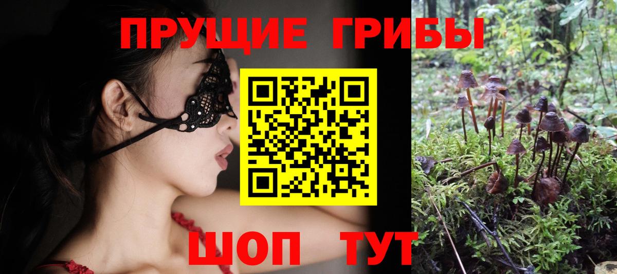 Галлюциногенные грибы Psilocybine cubensis Заволжье